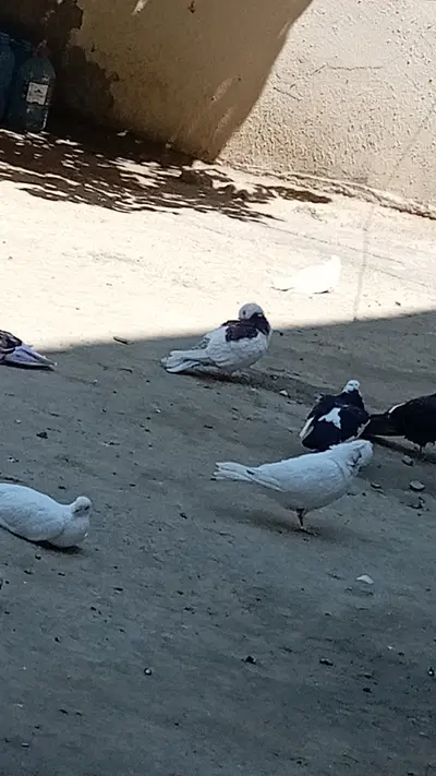 Göyərçin Satilir — 80 AZN, Bakı, Xətai