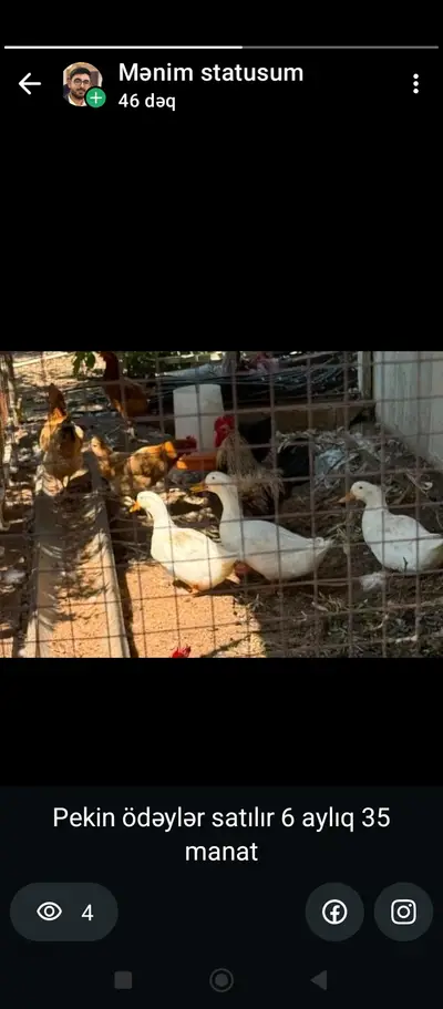 Pekin ördəyləri — 35 AZN, Bakı