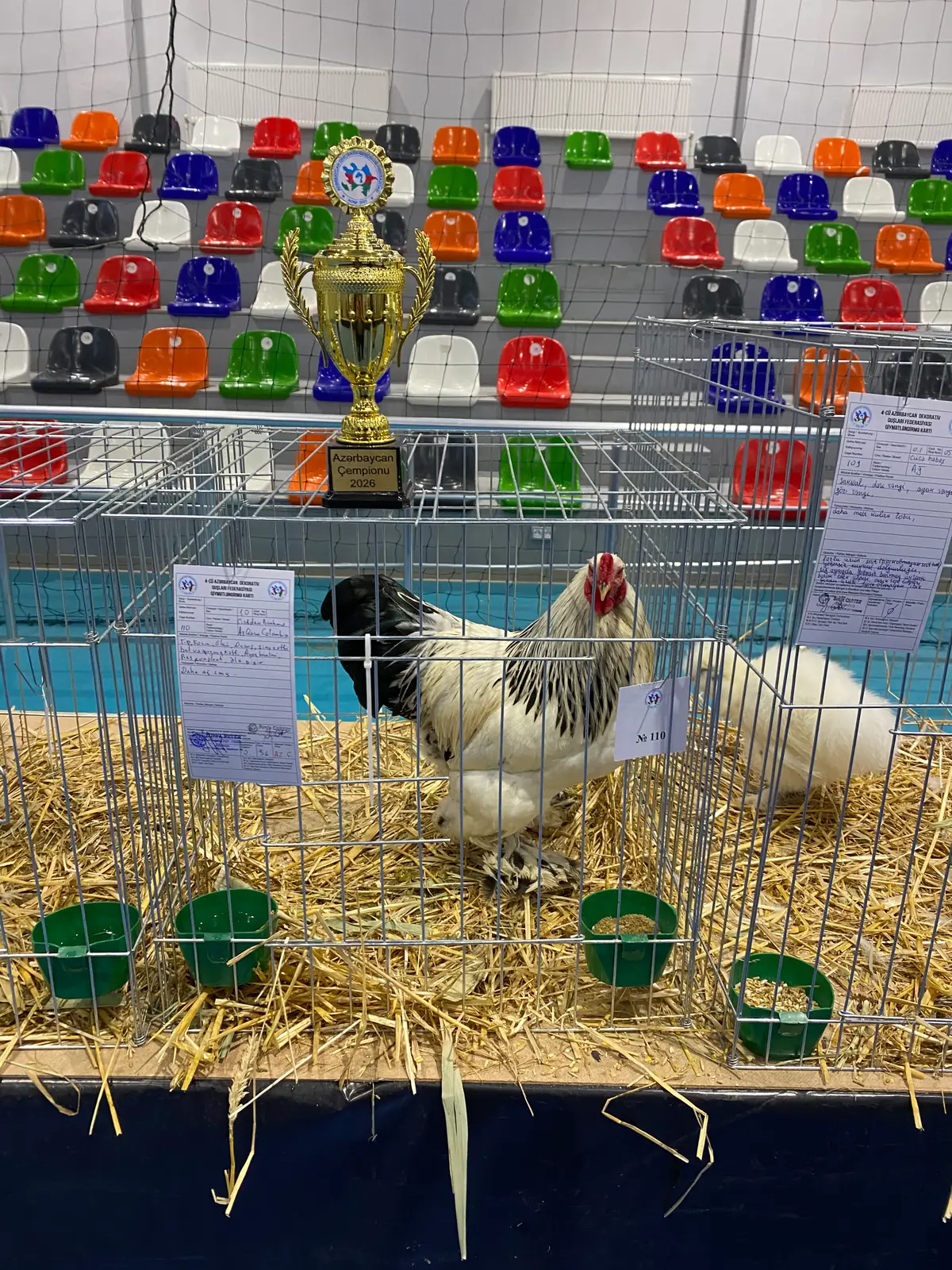 Bantam brama cucesi — Bakı, Suraxanı elan şəkli