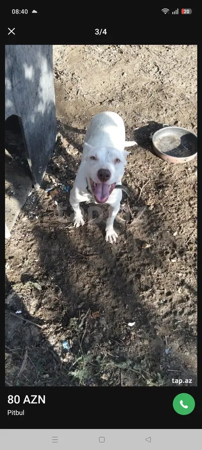 İt pidbull — 80 AZN, Bakı, Xəzər